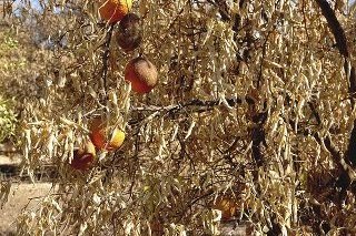 Emergency Loans: Drought Peach Drought