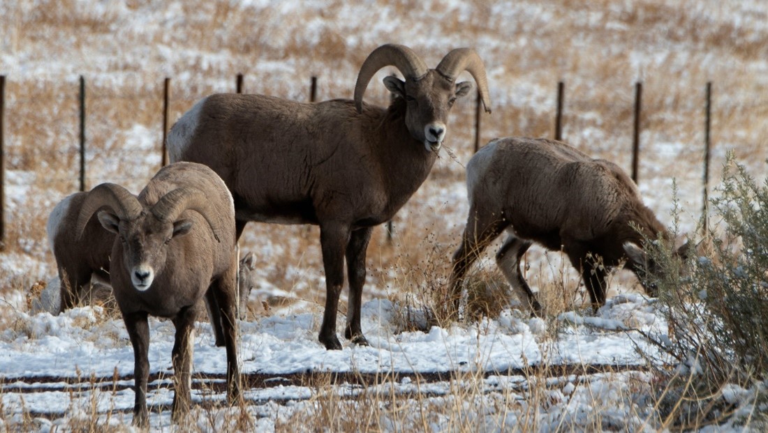 bighornsheep
